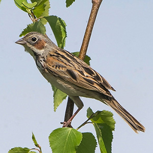 Chestnut-eared Bunting